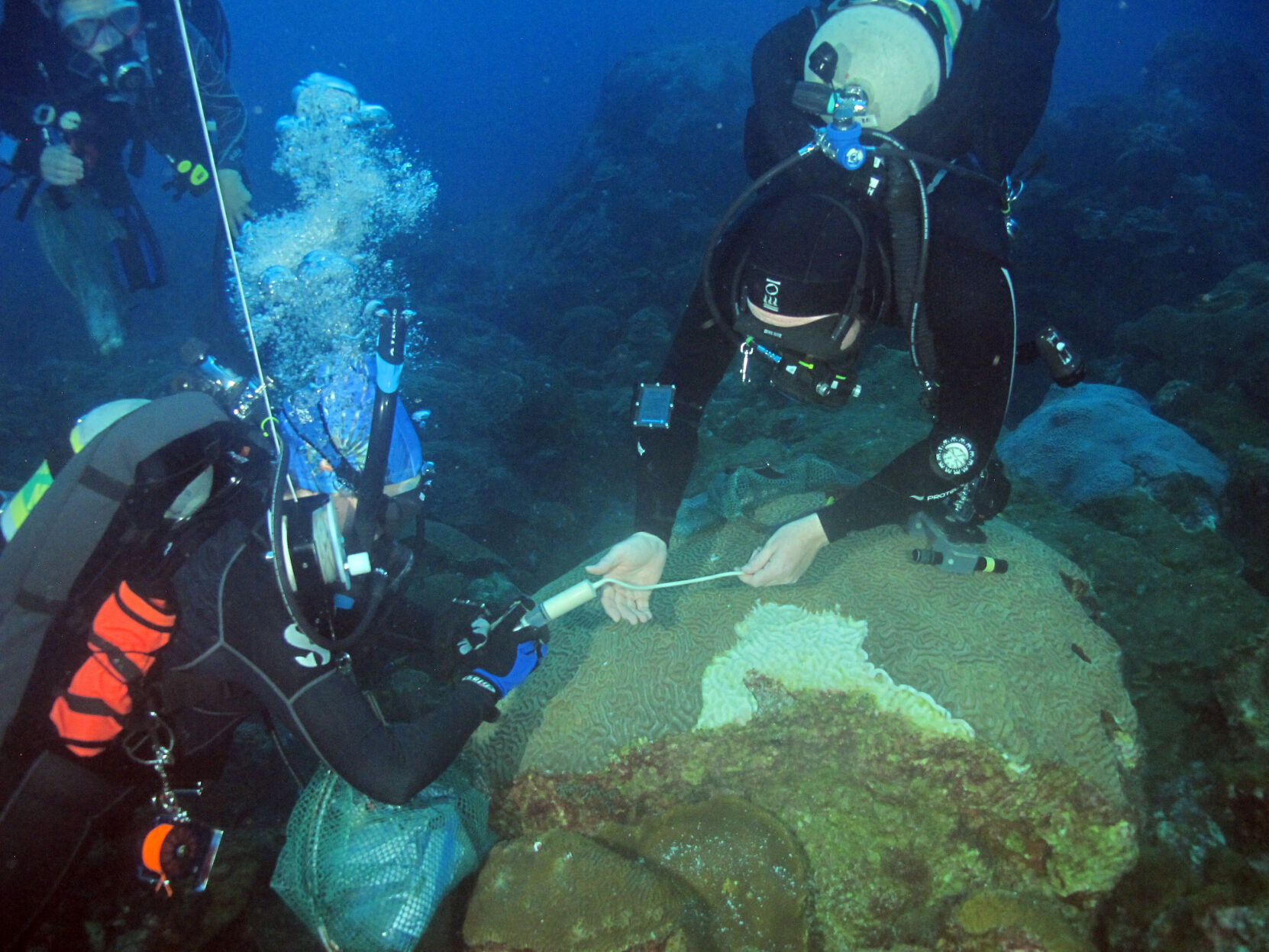 Divers apply coral treatment